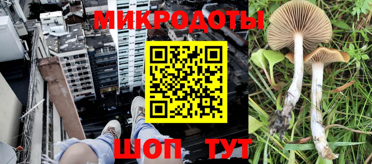 Псилоцибиновые грибы Psilocybine cubensis Иркутск